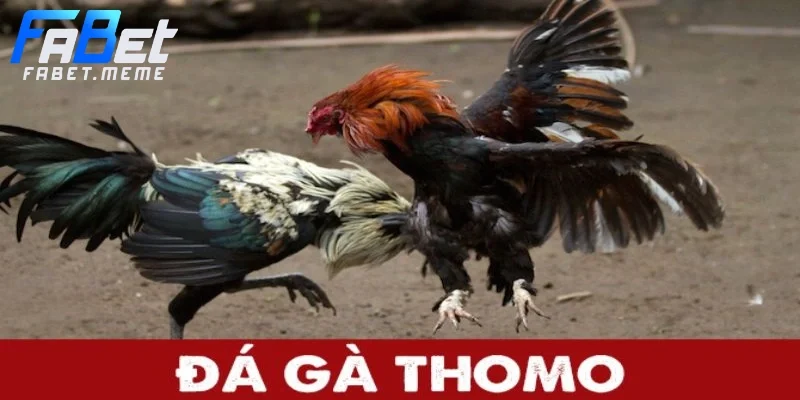 Đá gà Thomo - Sảnh chơi đá gà đặc sắc nhất hiện nay